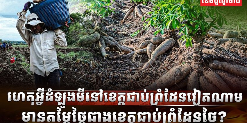 វិស័យដំឡូងមី