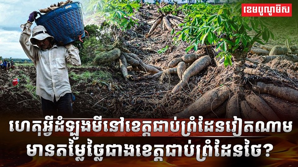 វិស័យដំឡូងមី