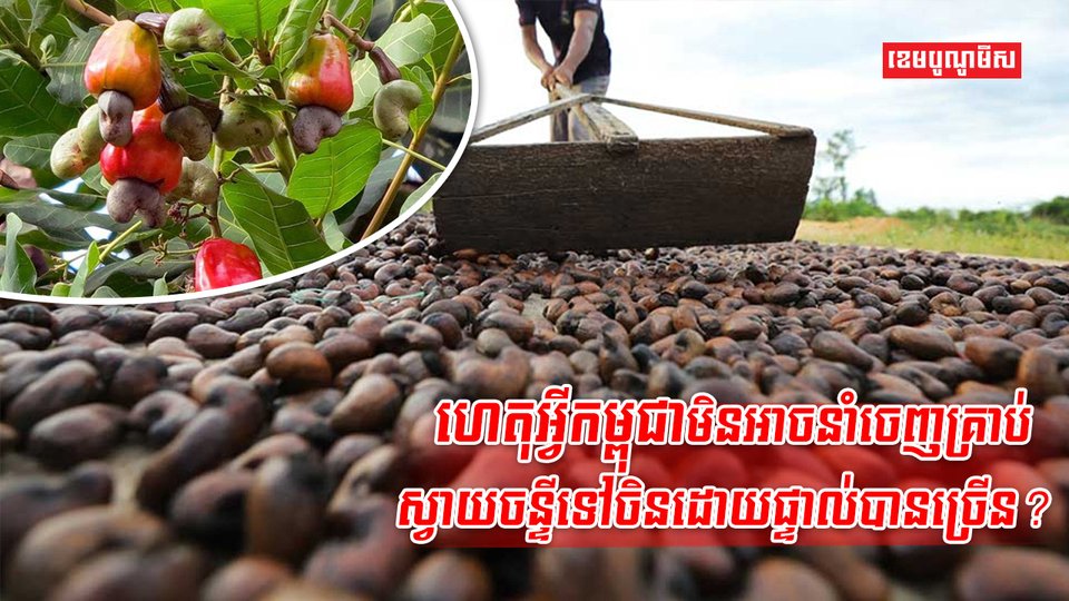 គ្រាប់ស្វាយចន្ទី