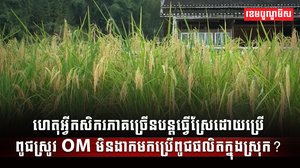 វិស័យស្រូវ អង្ករ