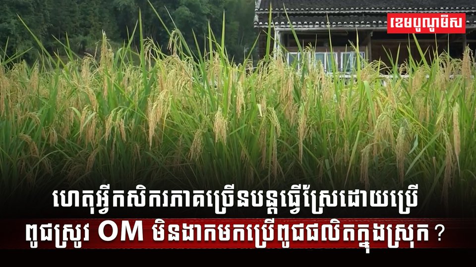វិស័យស្រូវ អង្ករ