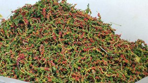 ម្រេចកំពតត្រូវបានចុះបញ្ជីម៉ាកផលិតផលសម្គាល់ភូមិសាស្ត្រ (GI)។