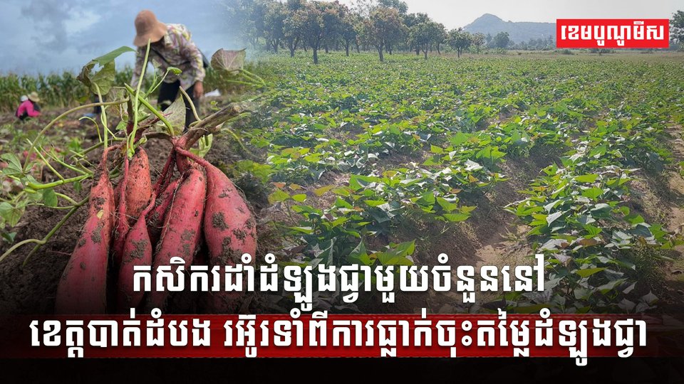 វិស័យកសិកម្ម