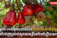 វិស័យស្វាយចន្ទី