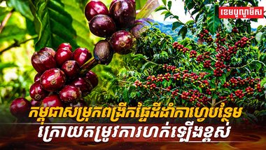 វិស័យកសិកម្ម