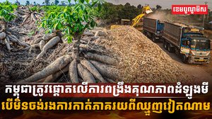 ដំឡូងមី