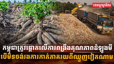 ដំឡូងមី