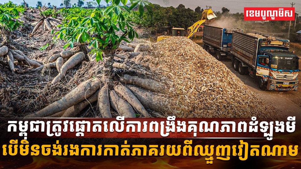 ដំឡូងមី