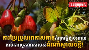 ដំណាំស្វាយចន្ទី