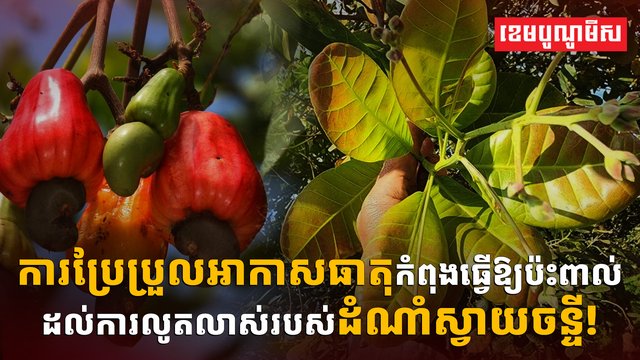 ដំណាំស្វាយចន្ទី