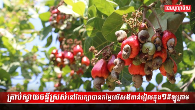 វិស័យស្វាយចន្ទី