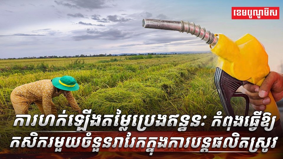 វិស័យស្រូវ អង្ករ