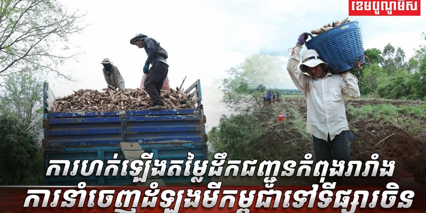 ដំឡូងមីកម្ពុជា