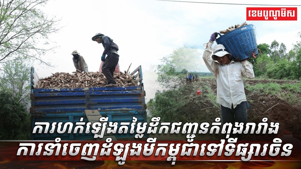ដំឡូងមីកម្ពុជា