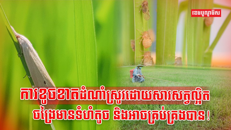 វិស័យកសិកម្ម