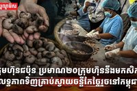 ដំណាំស្វាយចន្ទី