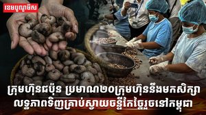 ដំណាំស្វាយចន្ទី