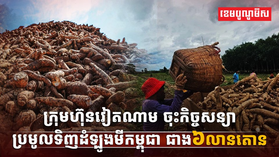 ទីផ្សារដំឡូងមី