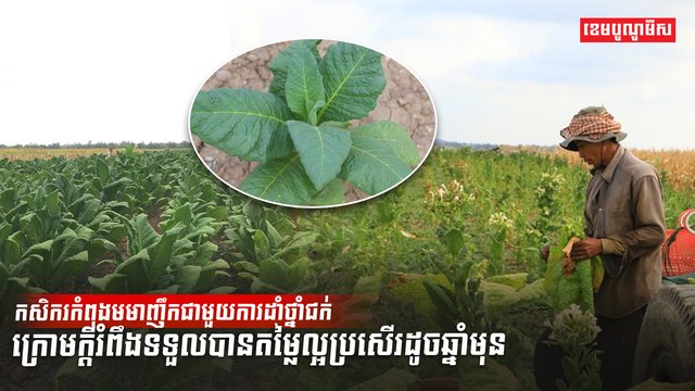 វិស័យកសិកម្ម