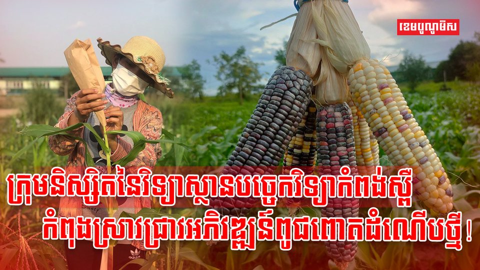 វិស័យកសិកម្ម