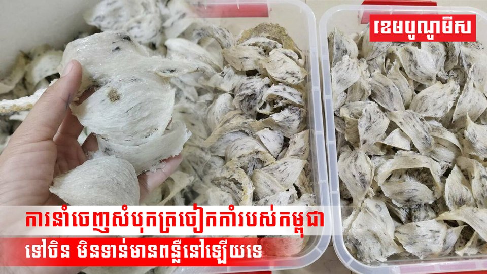 ការនាំចេញសំបុកត្រចៀកកាំរបស់កម្ពុជា ទៅចិន មិនទាន់មានពន្លឺនៅឡើយទេ