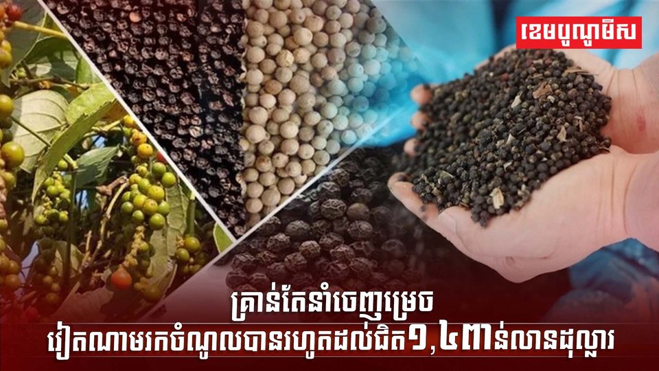 ដំណាំម្រេច