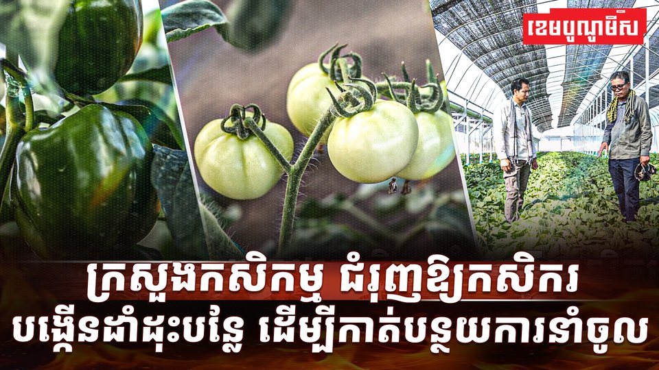 វិស័យកសិកម្ម