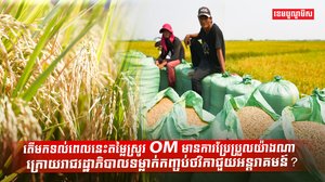 តើមកទល់ពេលនេះស្ថានភាពតម្លៃស្រូវ OM