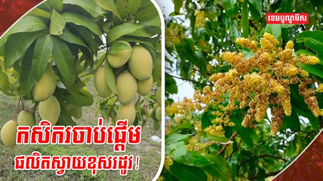 ដំណាំស្វាយ