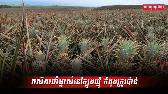 វិស័យកសិកម្ម