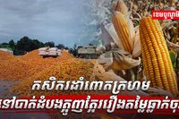 វិស័យកសិកម្ម