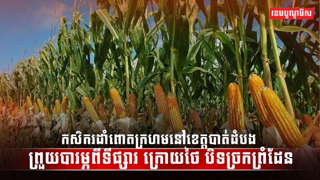 វិស័យកសិកម្ម