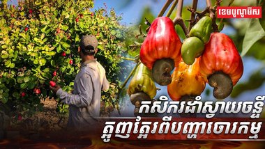 ដំណាំស្វាយចន្ទី