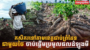 ដំឡូងមី