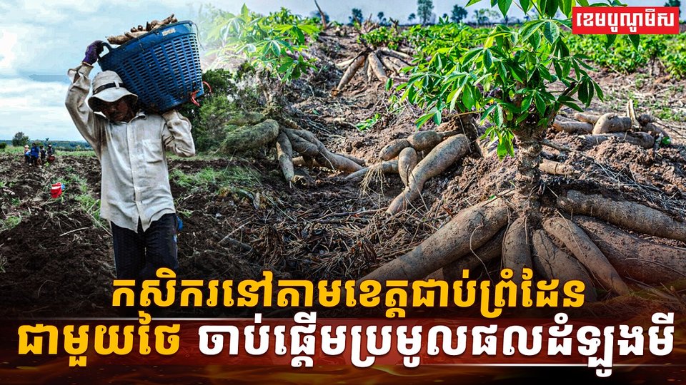 ដំឡូងមី