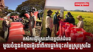 កសិករធ្វើស្រែនៅខេត្តបាត់ដំបង