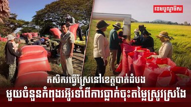 កសិករធ្វើស្រែនៅខេត្តបាត់ដំបង