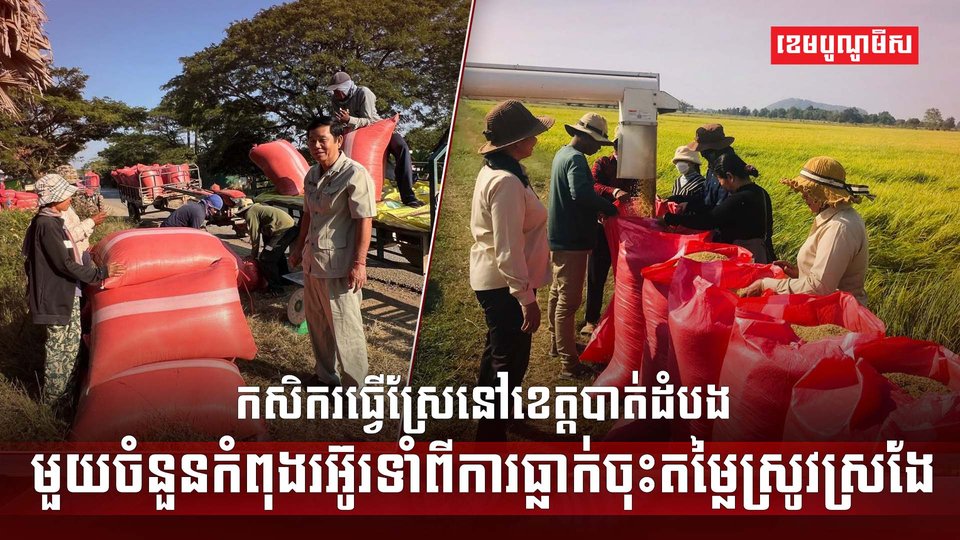 កសិករធ្វើស្រែនៅខេត្តបាត់ដំបង