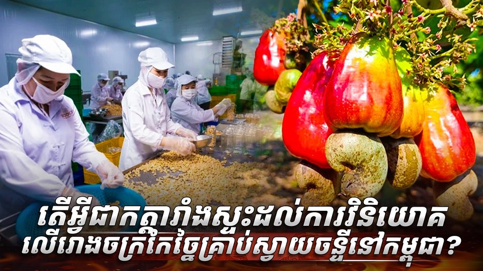 ដំណាំស្វាយចន្ទី