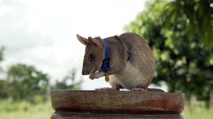 «វីរកណ្ដុរ» Magawa ចូលនិវត្តន៍ បន្ទាប់ពីបោស​សម្អាតមីន​បានផ្ទៃដីជាង ២សែន​​ម៉ែត្រការ៉េ​នៅកម្ពុជា ។ រូបថត ៖ APOPO