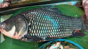 ត្រីគល់រាំង ឬហៅ ត្រីកាហោ ឬ ត្រីក្បាលឡាន​ ជាមច្ឆជាតិ​និមិត្តរូបនៃ​ព្រះរាជាណាចក្រ​កម្ពុជា។