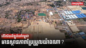 វិស័យដីឡូត៍