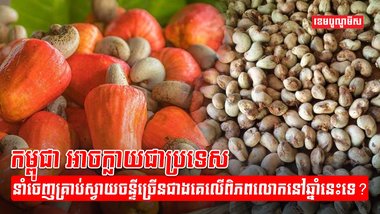 ដំណាំស្វាយចន្ទី