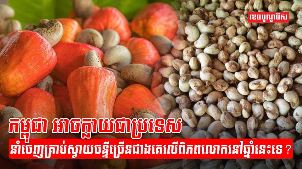 ដំណាំស្វាយចន្ទី