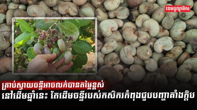 ដំណាំស្វាយចន្ទី