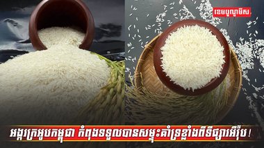 វិស័យកសិកម្ម