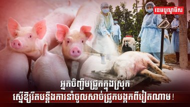 ជំងឺប៉េស្តជ្រូកអាហ្វ្រិក