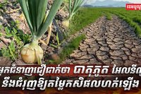 វិស័យកសិកម្ម