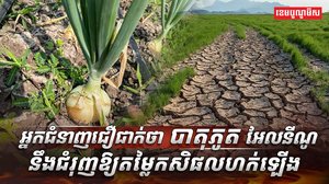 វិស័យកសិកម្ម