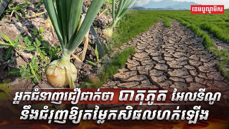 វិស័យកសិកម្ម